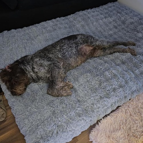 Ultra plush dog bed - ultra, soft