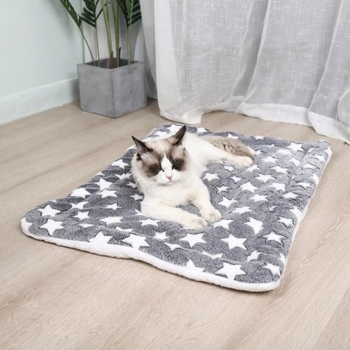 Puppy pet home - home, blanket